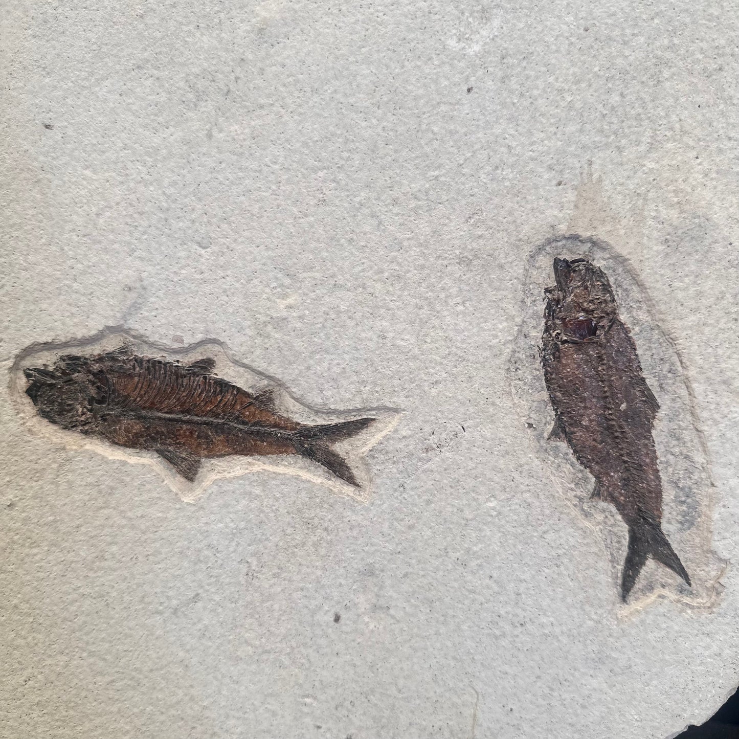 FISH FOSSIL KNIGHTIA SP., Eocene, USA CWG014