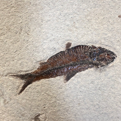 FISH FOSSIL KNIGHTIA SP., Eocene, USA CWG014
