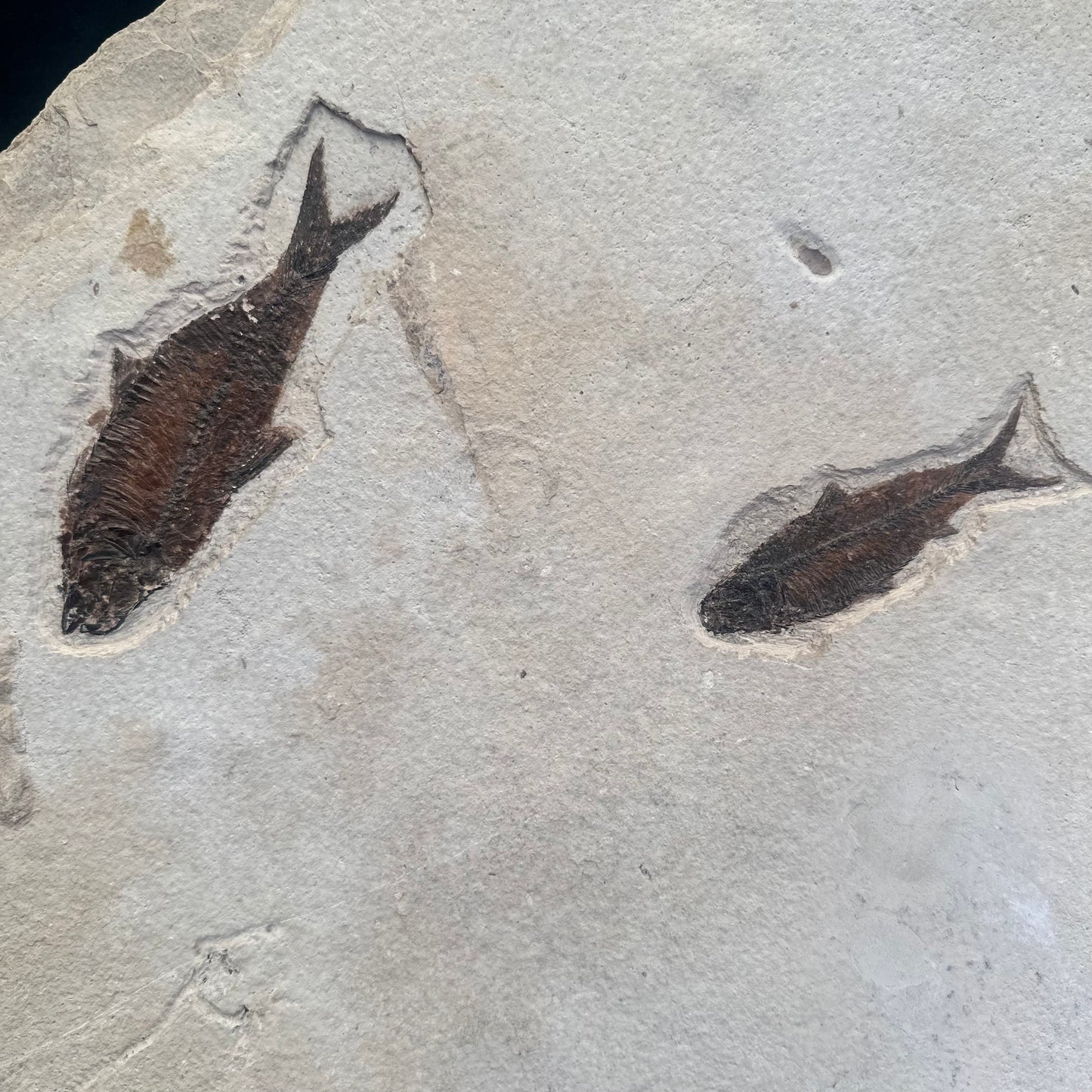 FISH FOSSIL KNIGHTIA SP., Eocene, USA CWG014