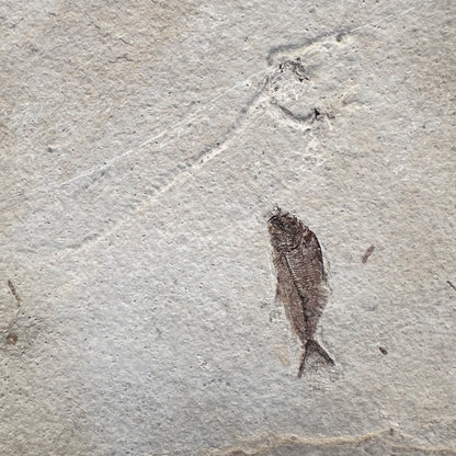 FISH FOSSIL KNIGHTIA SP., Eocene, USA CWG014