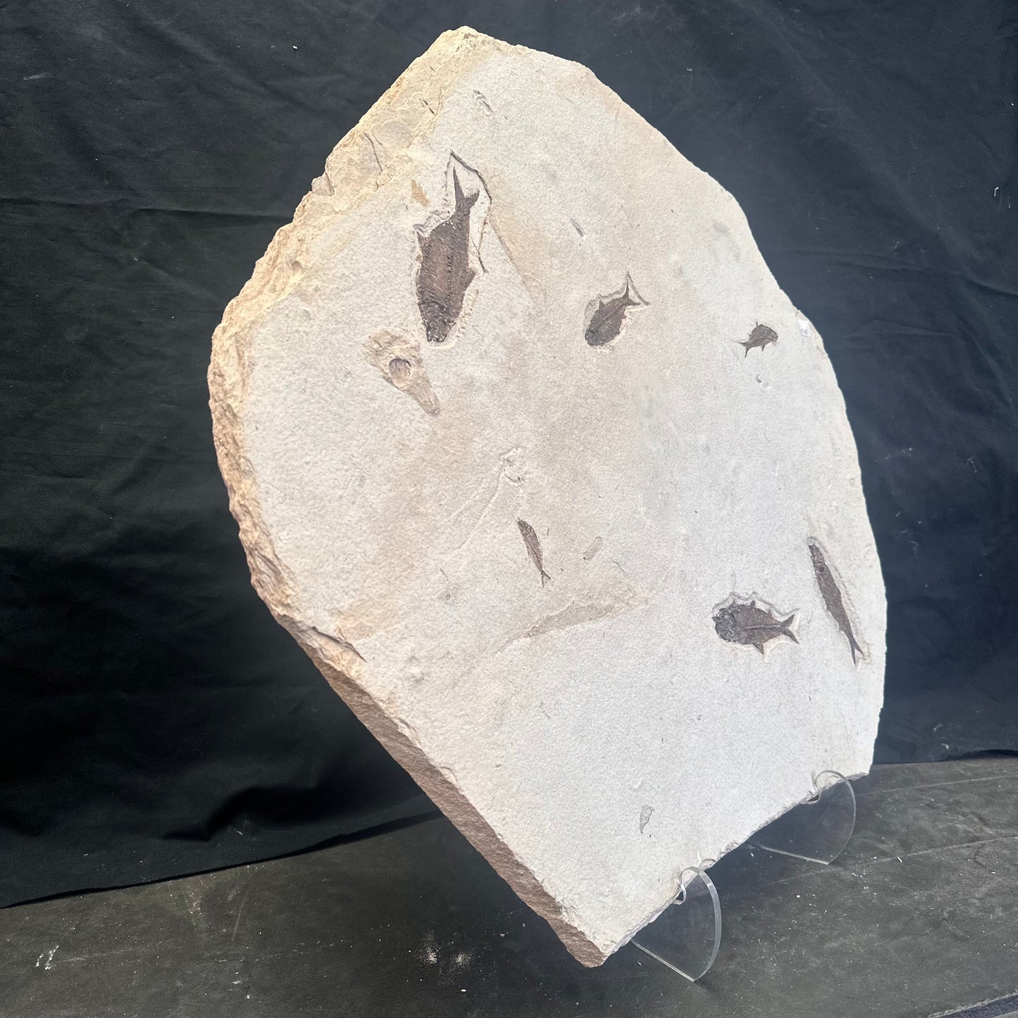 FISH FOSSIL KNIGHTIA SP., Eocene, USA CWG014