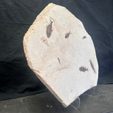 FISH FOSSIL KNIGHTIA SP., Eocene, USA CWG014
