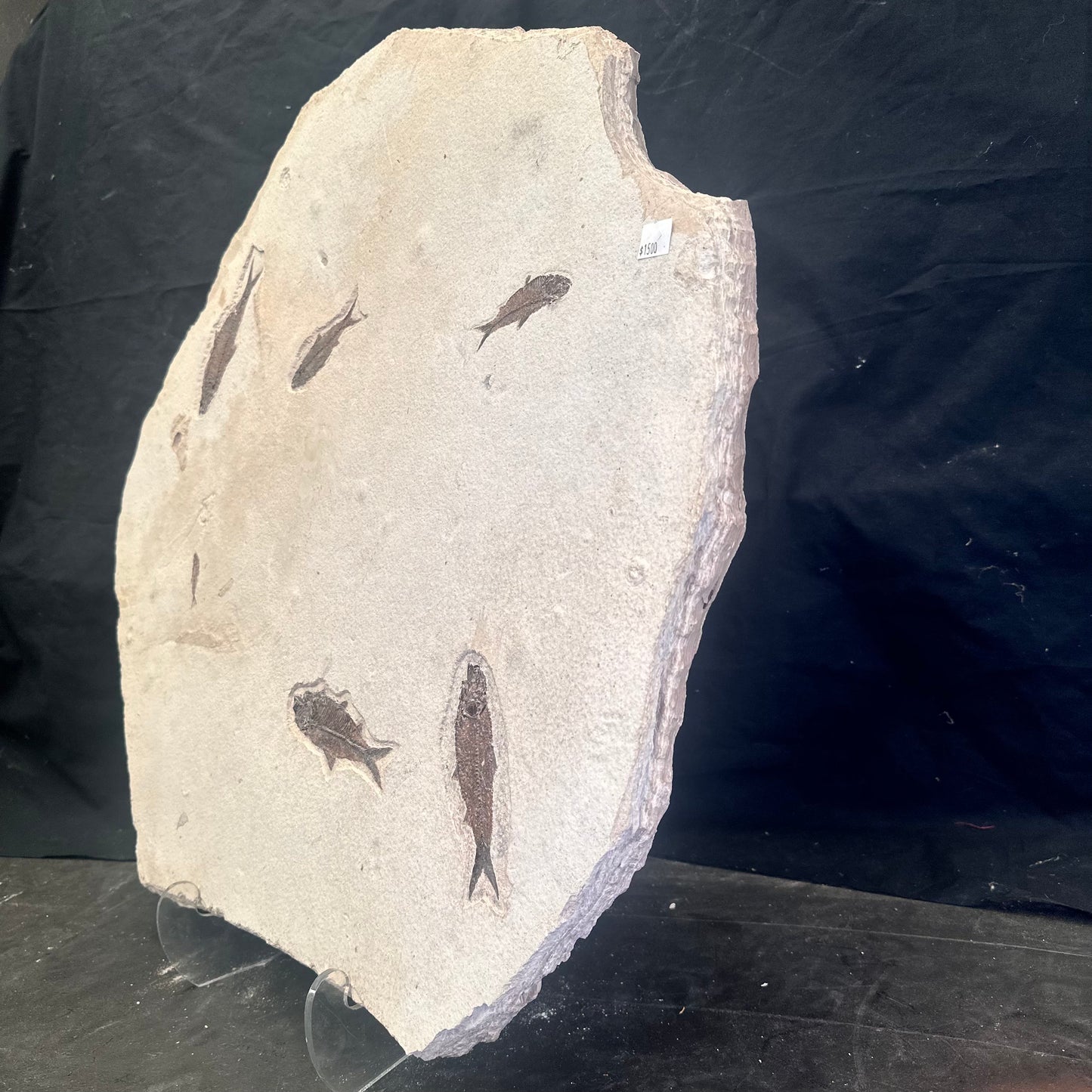 FISH FOSSIL KNIGHTIA SP., Eocene, USA CWG014