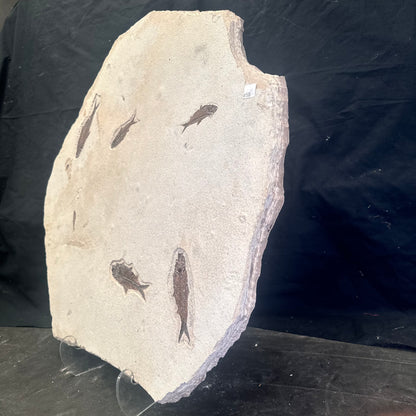 FISH FOSSIL KNIGHTIA SP., Eocene, USA CWG014