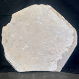 FISH FOSSIL KNIGHTIA SP., Eocene, USA CWG014