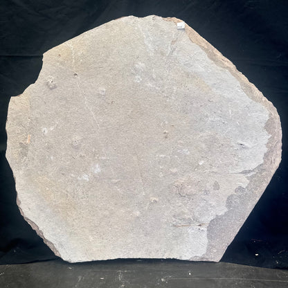 FISH FOSSIL KNIGHTIA SP., Eocene, USA CWG014