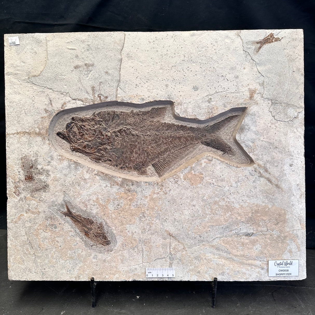 FISH FOSSIL DIPLOMYSTUS DENTATUS & KNIGHTIA ALTA, Eocene, USA CWG018