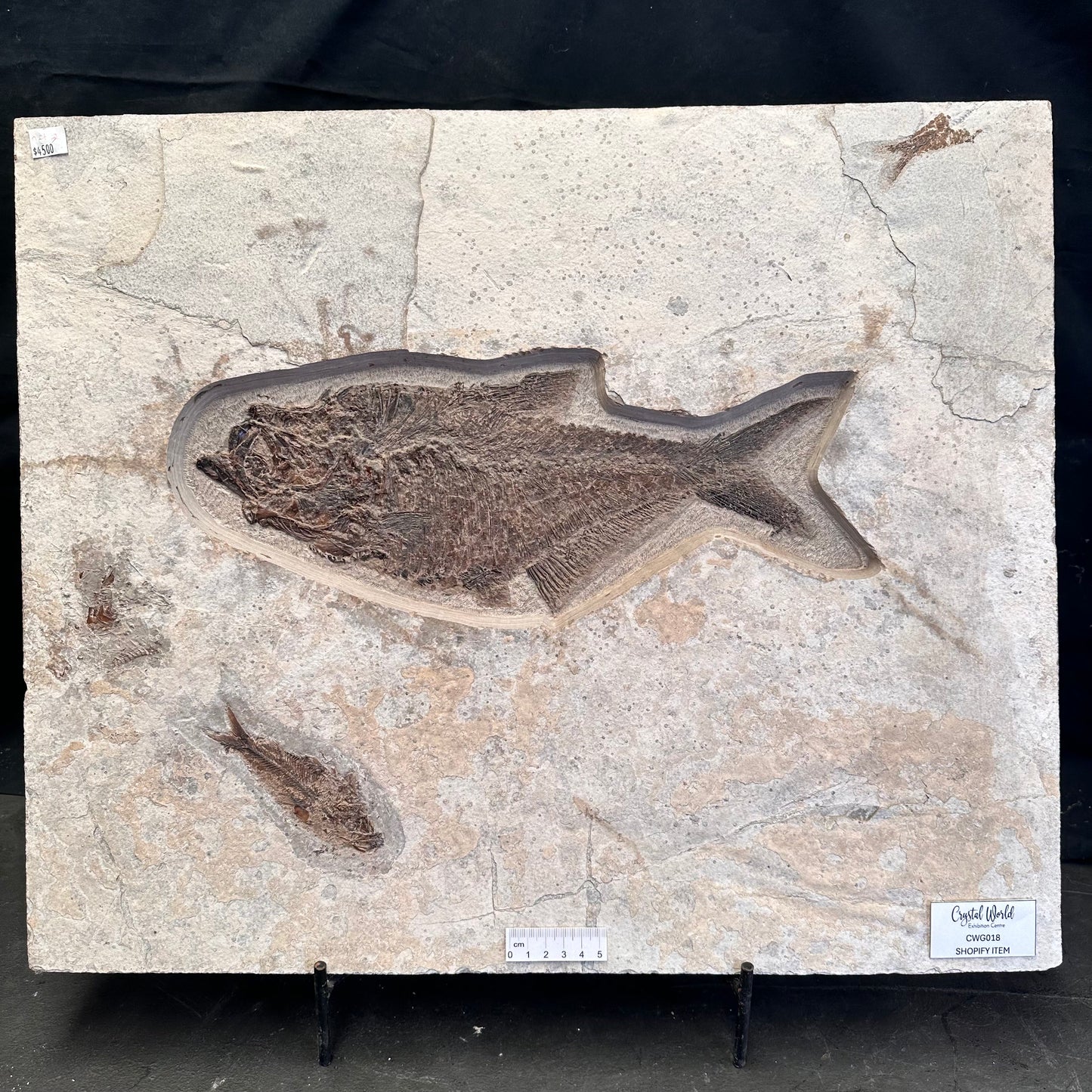 FISH FOSSIL DIPLOMYSTUS DENTATUS & KNIGHTIA ALTA, Eocene, USA CWG018