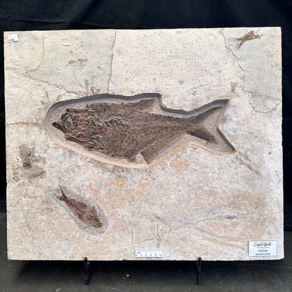 FISH FOSSIL DIPLOMYSTUS DENTATUS & KNIGHTIA ALTA, Eocene, USA CWG018