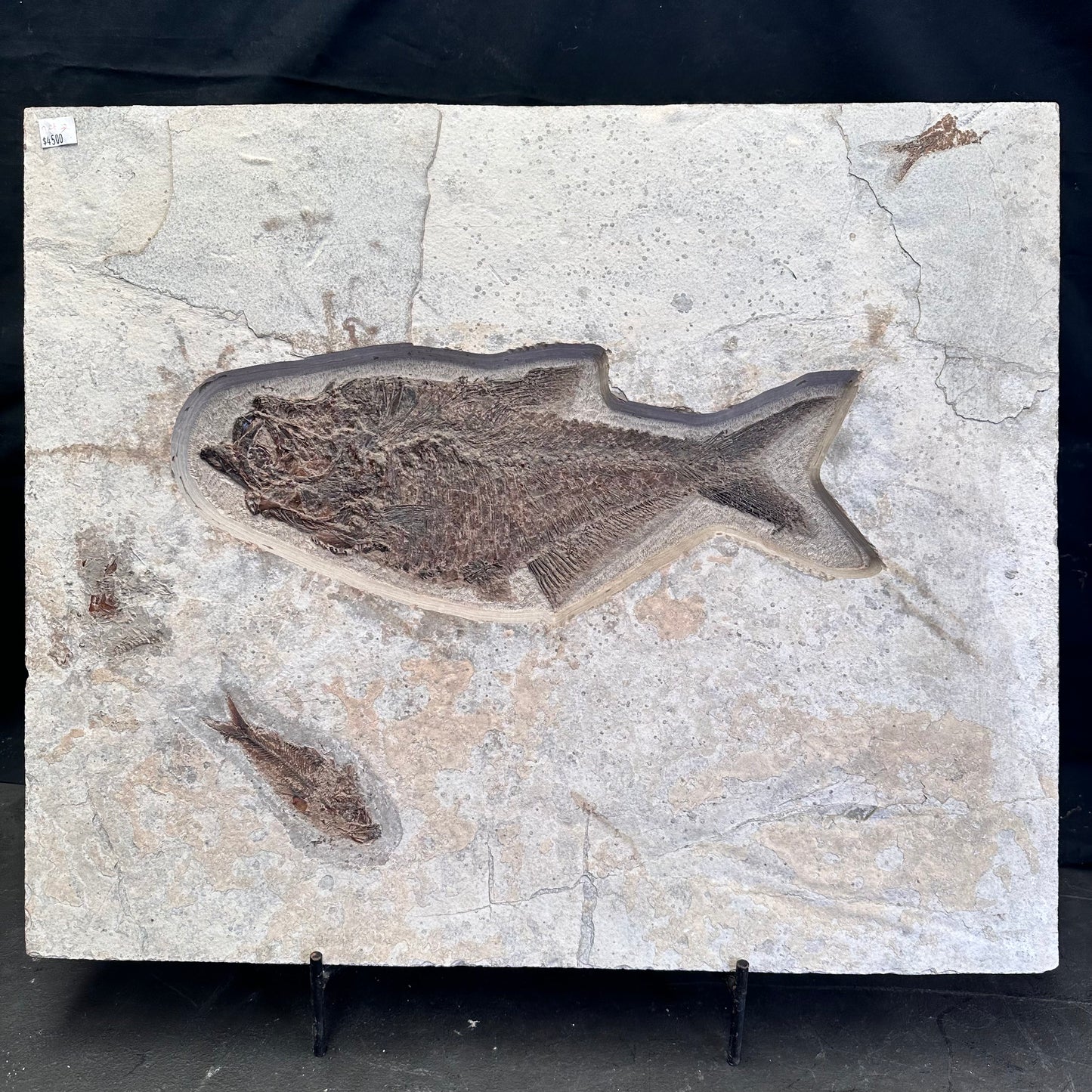 FISH FOSSIL DIPLOMYSTUS DENTATUS & KNIGHTIA ALTA, Eocene, USA CWG018