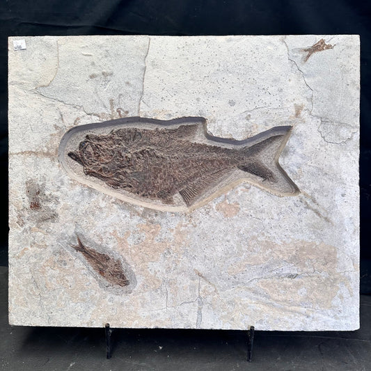 FISH FOSSIL DIPLOMYSTUS DENTATUS & KNIGHTIA ALTA, Eocene, USA CWG018