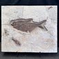 FISH FOSSIL DIPLOMYSTUS DENTATUS & KNIGHTIA ALTA, Eocene, USA CWG018