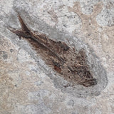 FISH FOSSIL DIPLOMYSTUS DENTATUS & KNIGHTIA ALTA, Eocene, USA CWG018
