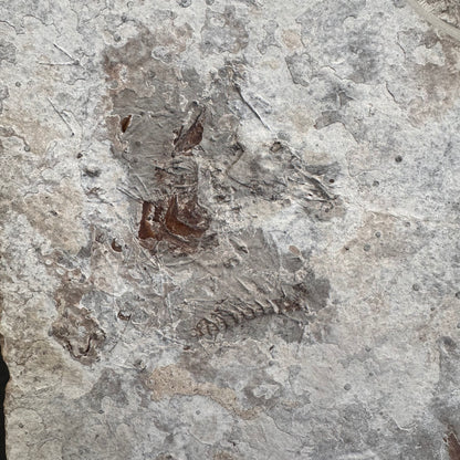 FISH FOSSIL DIPLOMYSTUS DENTATUS & KNIGHTIA ALTA, Eocene, USA CWG018