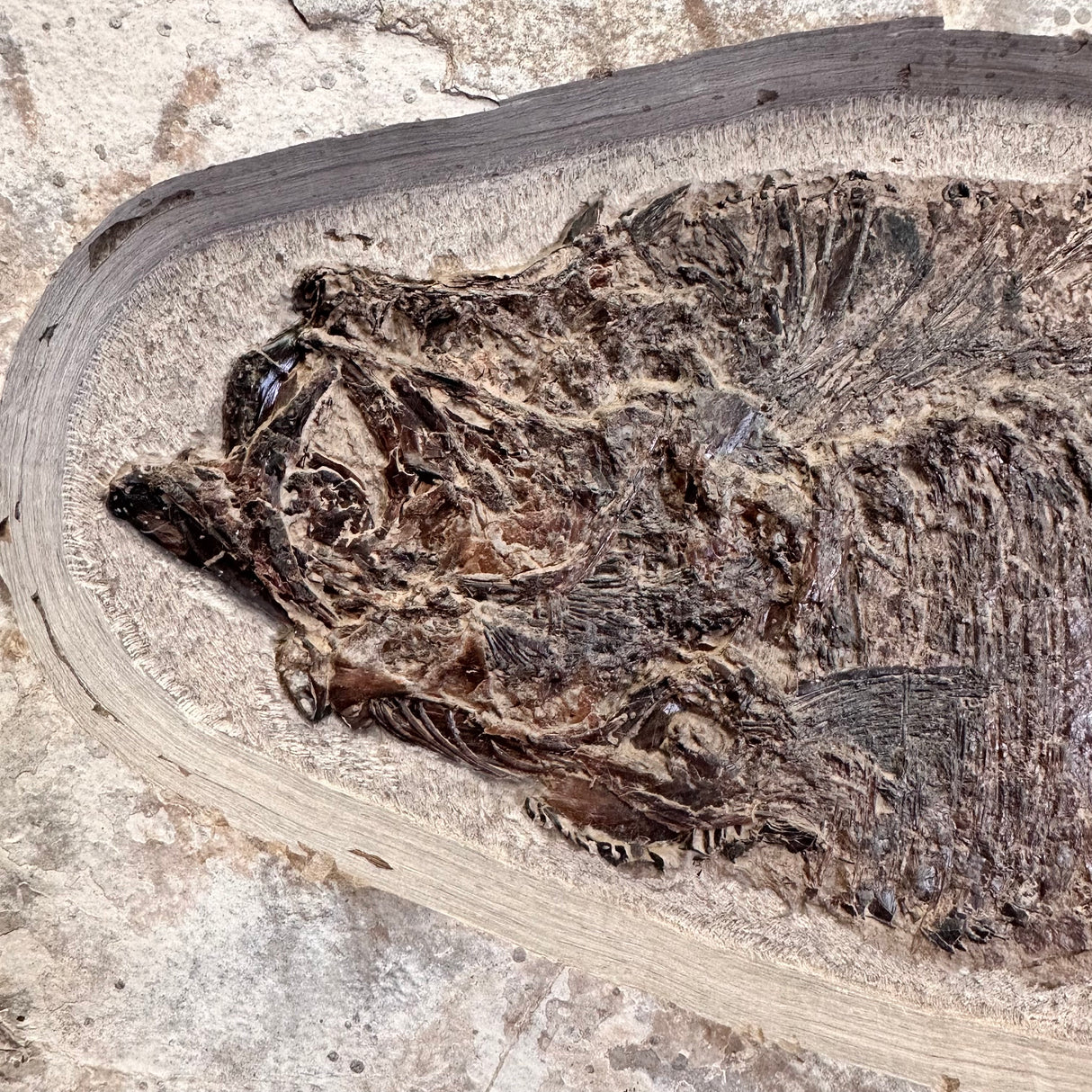 FISH FOSSIL DIPLOMYSTUS DENTATUS & KNIGHTIA ALTA, Eocene, USA CWG018