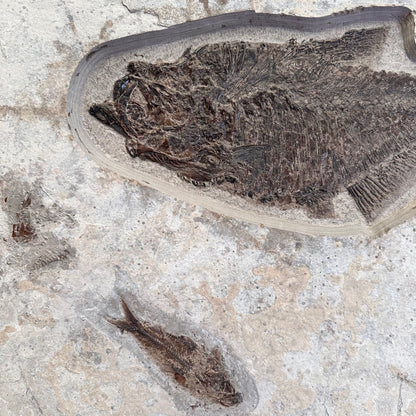 FISH FOSSIL DIPLOMYSTUS DENTATUS & KNIGHTIA ALTA, Eocene, USA CWG018