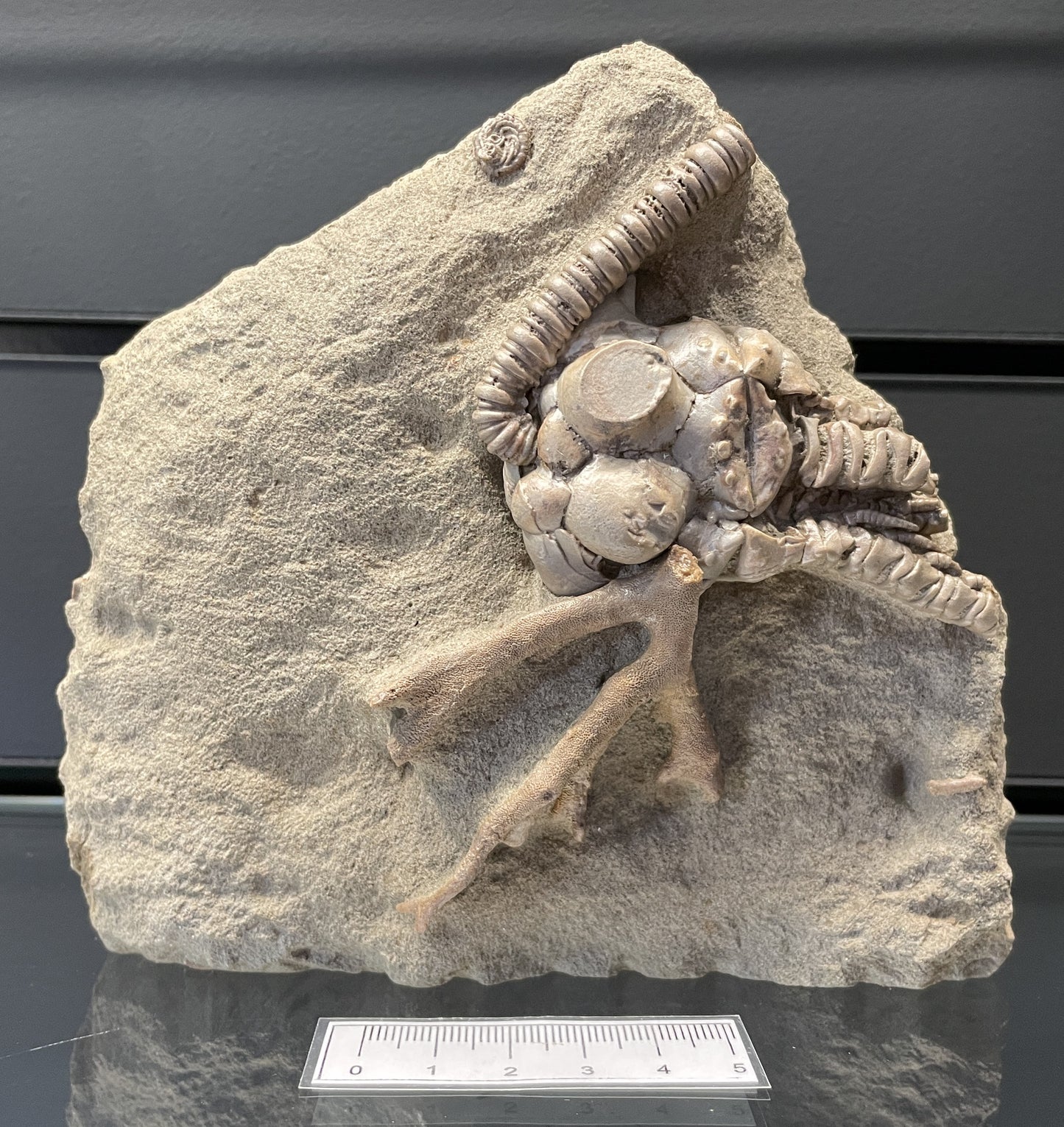 JIMBACRINUS BOSTOCKI CRINOID FOSSIL, Permian, Australia IJB001