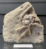 JIMBACRINUS BOSTOCKI CRINOID FOSSIL, Permian, Australia IJB001
