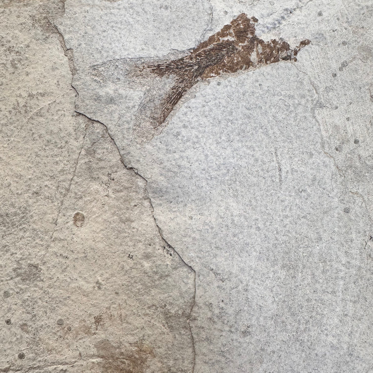 FISH FOSSIL DIPLOMYSTUS DENTATUS & KNIGHTIA ALTA, Eocene, USA CWG018