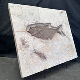 FISH FOSSIL DIPLOMYSTUS DENTATUS & KNIGHTIA ALTA, Eocene, USA CWG018