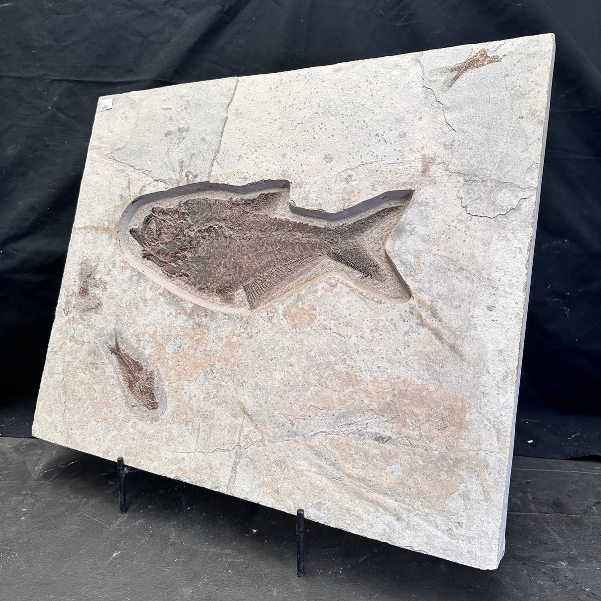 FISH FOSSIL DIPLOMYSTUS DENTATUS & KNIGHTIA ALTA, Eocene, USA CWG018