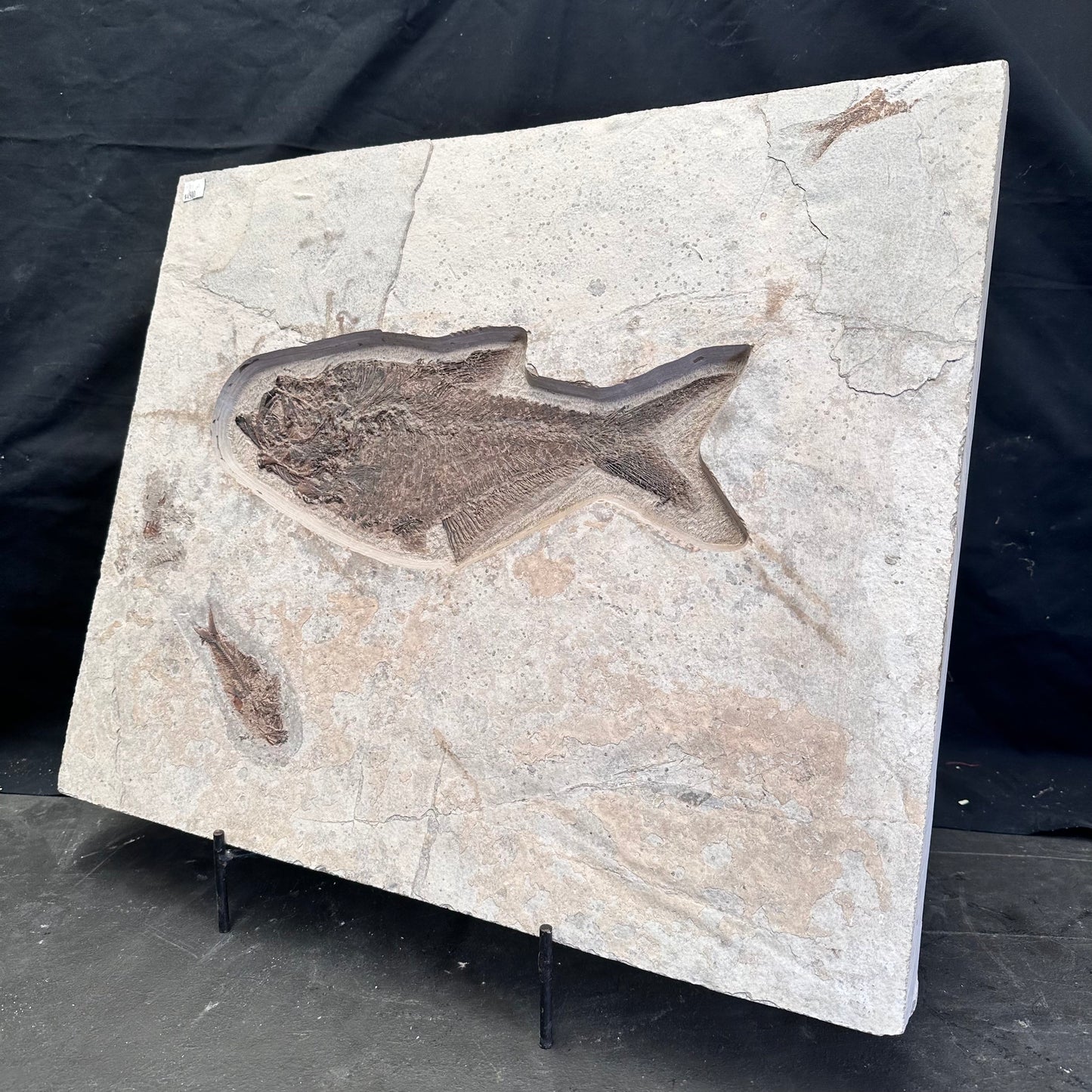 FISH FOSSIL DIPLOMYSTUS DENTATUS & KNIGHTIA ALTA, Eocene, USA CWG018