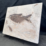 FISH FOSSIL DIPLOMYSTUS DENTATUS & KNIGHTIA ALTA, Eocene, USA CWG018