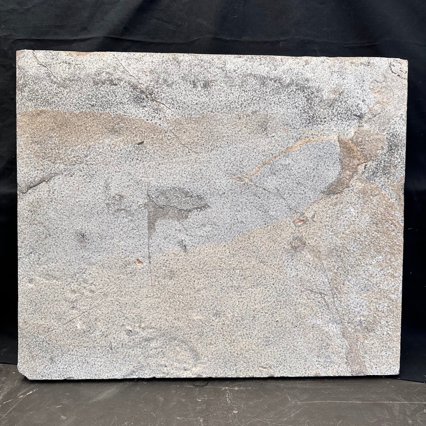 FISH FOSSIL DIPLOMYSTUS DENTATUS & KNIGHTIA ALTA, Eocene, USA CWG018