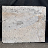 FISH FOSSIL DIPLOMYSTUS DENTATUS & KNIGHTIA ALTA, Eocene, USA CWG018