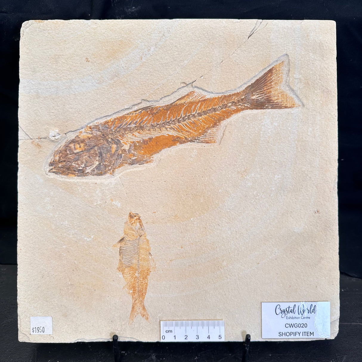 FISH FOSSIL MIOPLOSUS SP. & KNIGHTIA ALTA, Eocene, USA CWG020