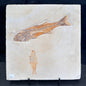 FISH FOSSIL MIOPLOSUS SP. & KNIGHTIA ALTA, Eocene, USA CWG020