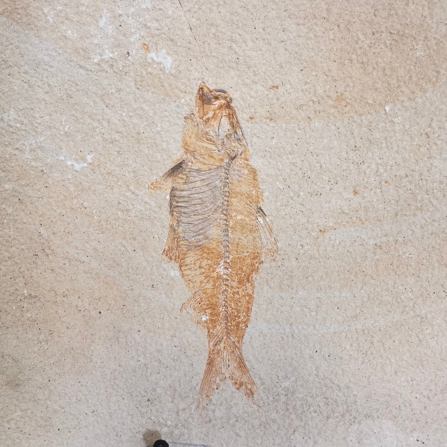 FISH FOSSIL MIOPLOSUS SP. & KNIGHTIA ALTA, Eocene, USA CWG020