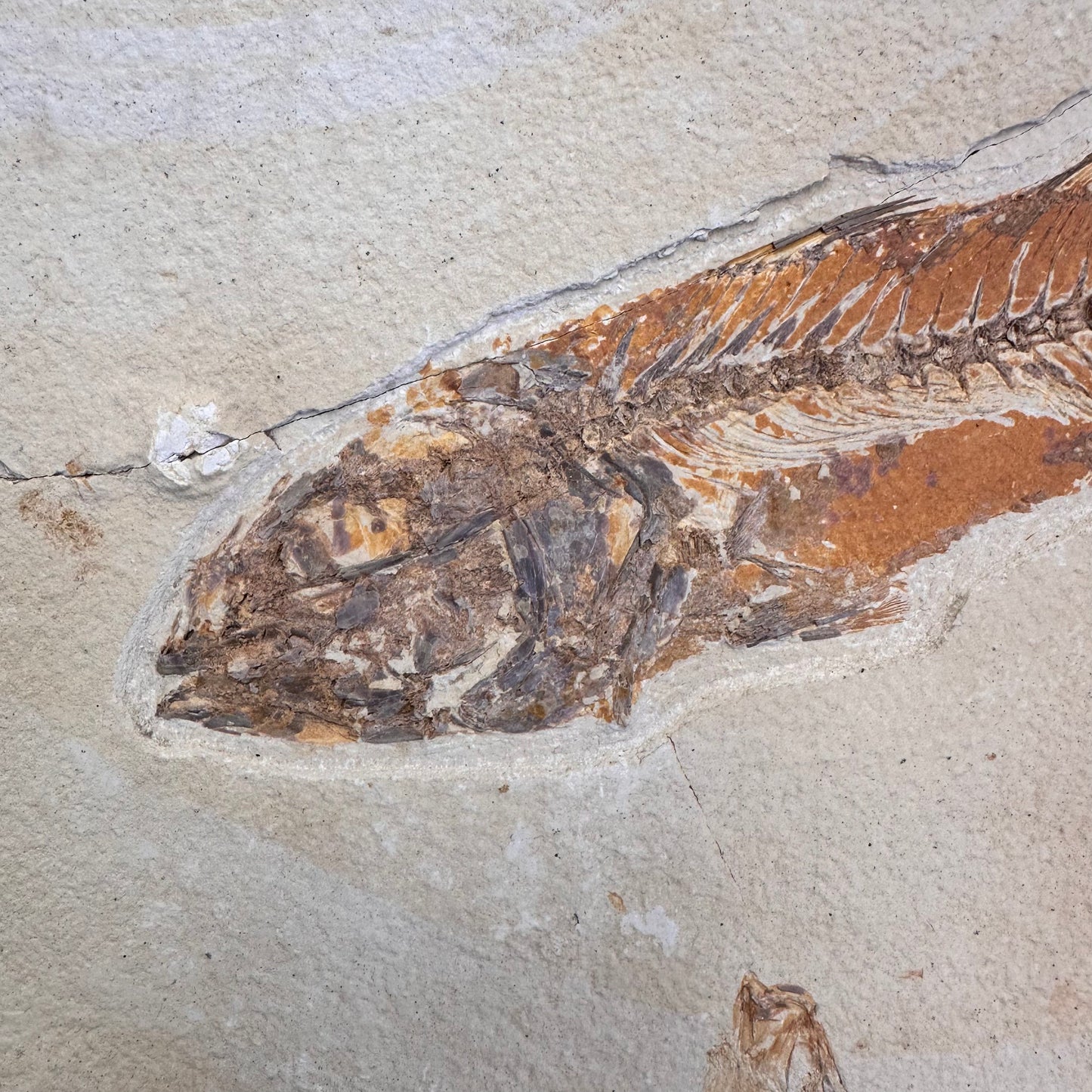 FISH FOSSIL MIOPLOSUS SP. & KNIGHTIA ALTA, Eocene, USA CWG020