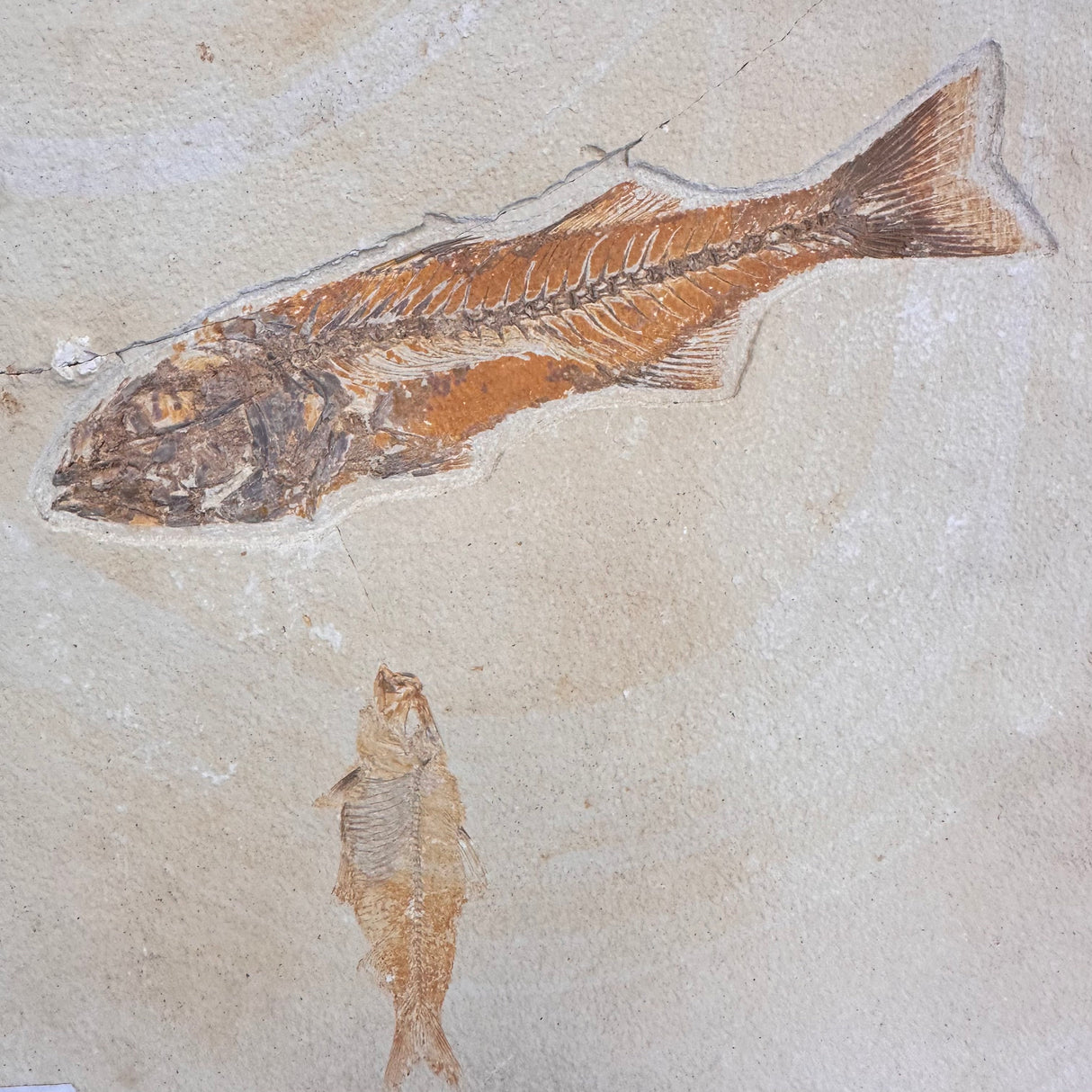 FISH FOSSIL MIOPLOSUS SP. & KNIGHTIA ALTA, Eocene, USA CWG020