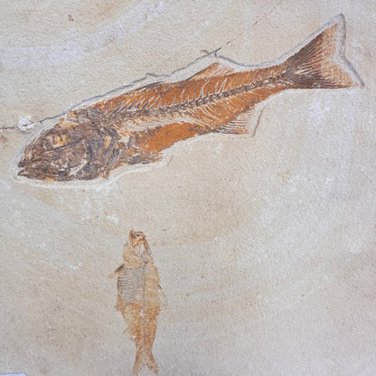 FISH FOSSIL MIOPLOSUS SP. & KNIGHTIA ALTA, Eocene, USA CWG020