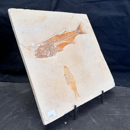 FISH FOSSIL MIOPLOSUS SP. & KNIGHTIA ALTA, Eocene, USA CWG020