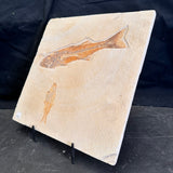 FISH FOSSIL MIOPLOSUS SP. & KNIGHTIA ALTA, Eocene, USA CWG020