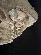 JIMBACRINUS BOSTOCKI CRINOID FOSSIL, Permian, Australia IJB001