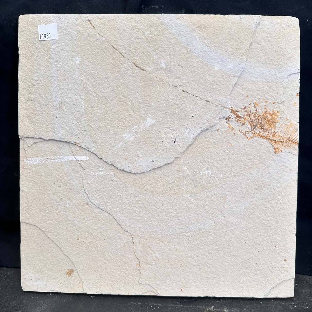 FISH FOSSIL MIOPLOSUS SP. & KNIGHTIA ALTA, Eocene, USA CWG020