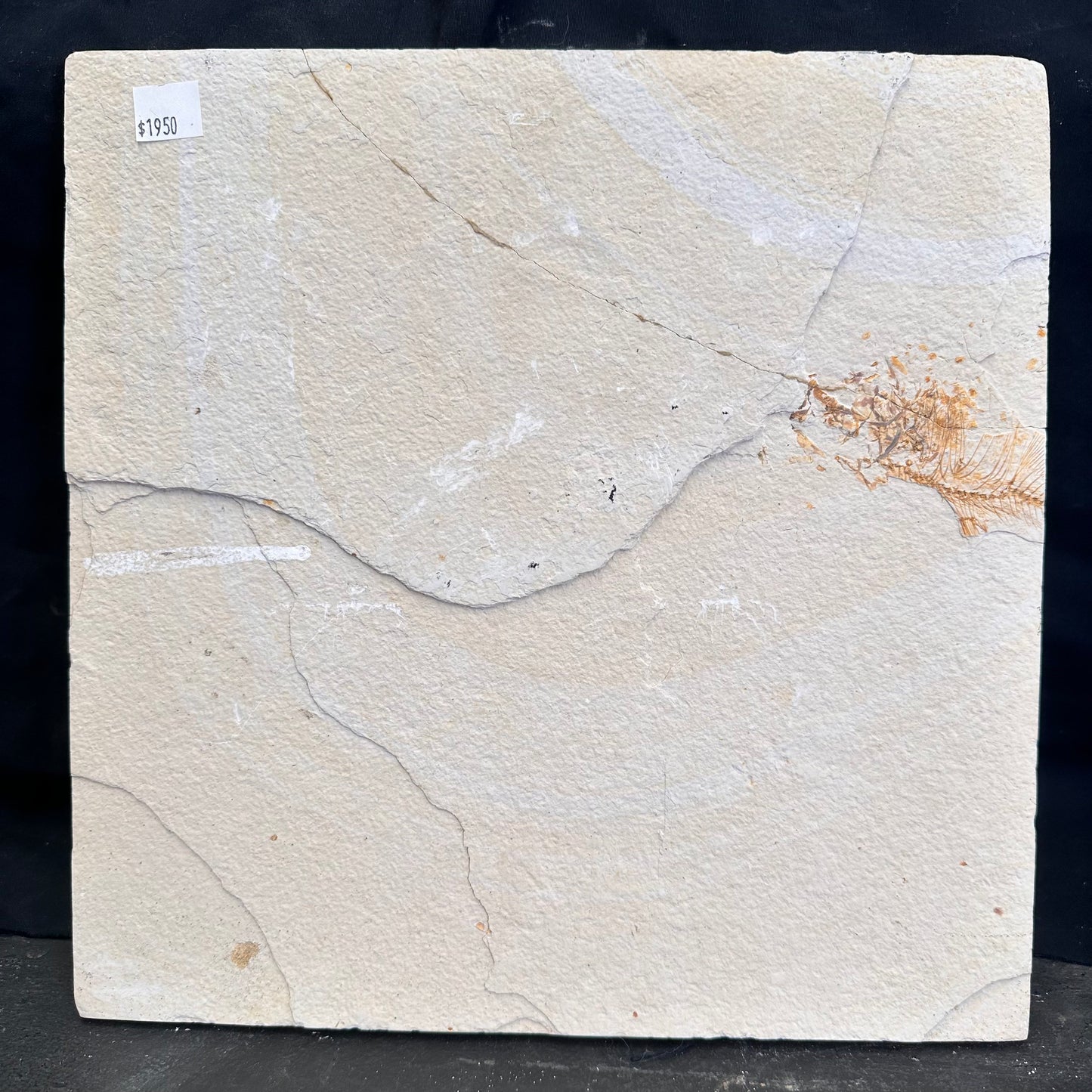 FISH FOSSIL MIOPLOSUS SP. & KNIGHTIA ALTA, Eocene, USA CWG020