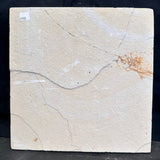 FISH FOSSIL MIOPLOSUS SP. & KNIGHTIA ALTA, Eocene, USA CWG020