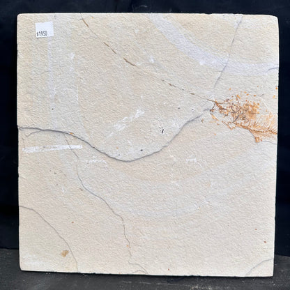 FISH FOSSIL MIOPLOSUS SP. & KNIGHTIA ALTA, Eocene, USA CWG020