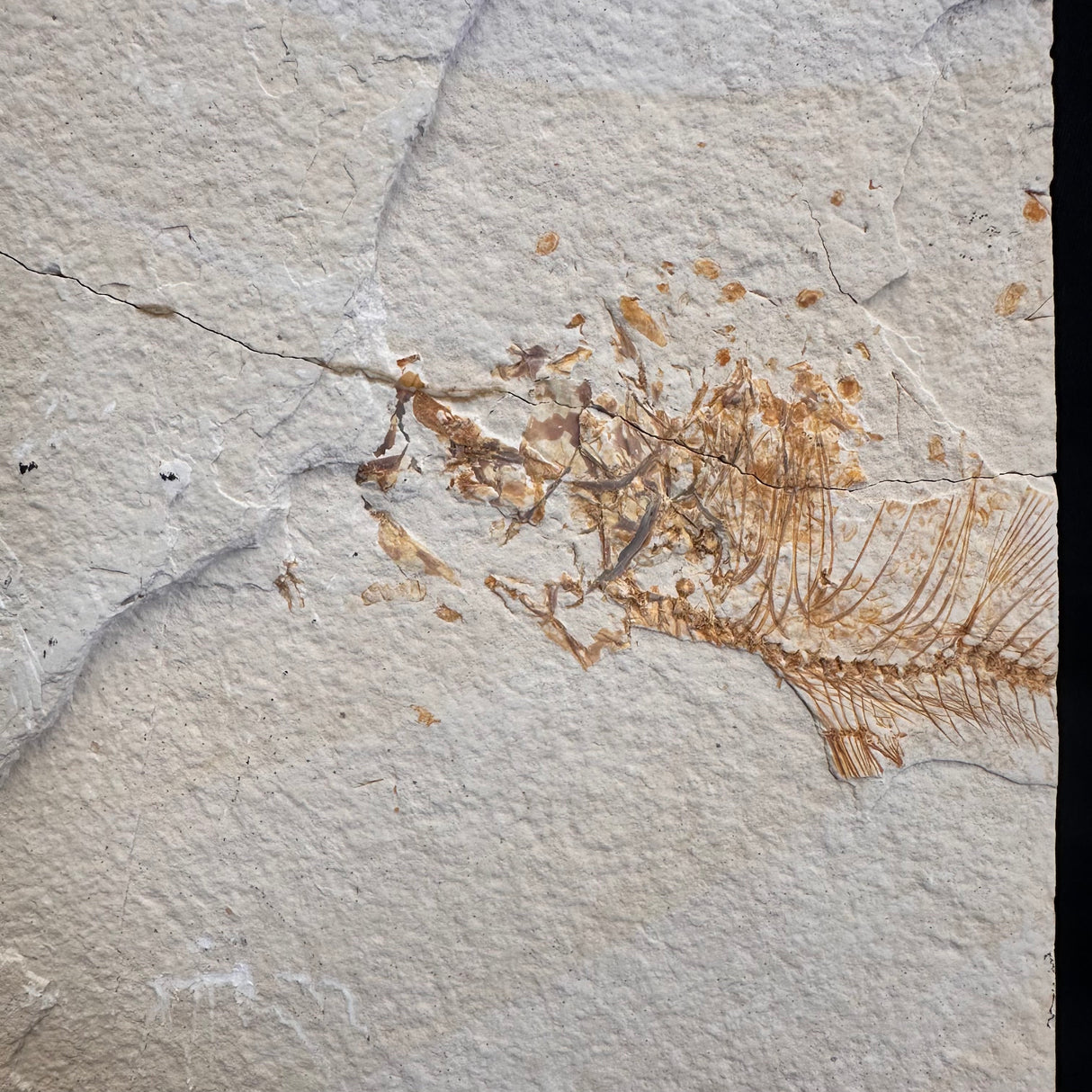 FISH FOSSIL MIOPLOSUS SP. & KNIGHTIA ALTA, Eocene, USA CWG020