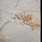 FISH FOSSIL MIOPLOSUS SP. & KNIGHTIA ALTA, Eocene, USA CWG020