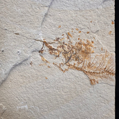FISH FOSSIL MIOPLOSUS SP. & KNIGHTIA ALTA, Eocene, USA CWG020