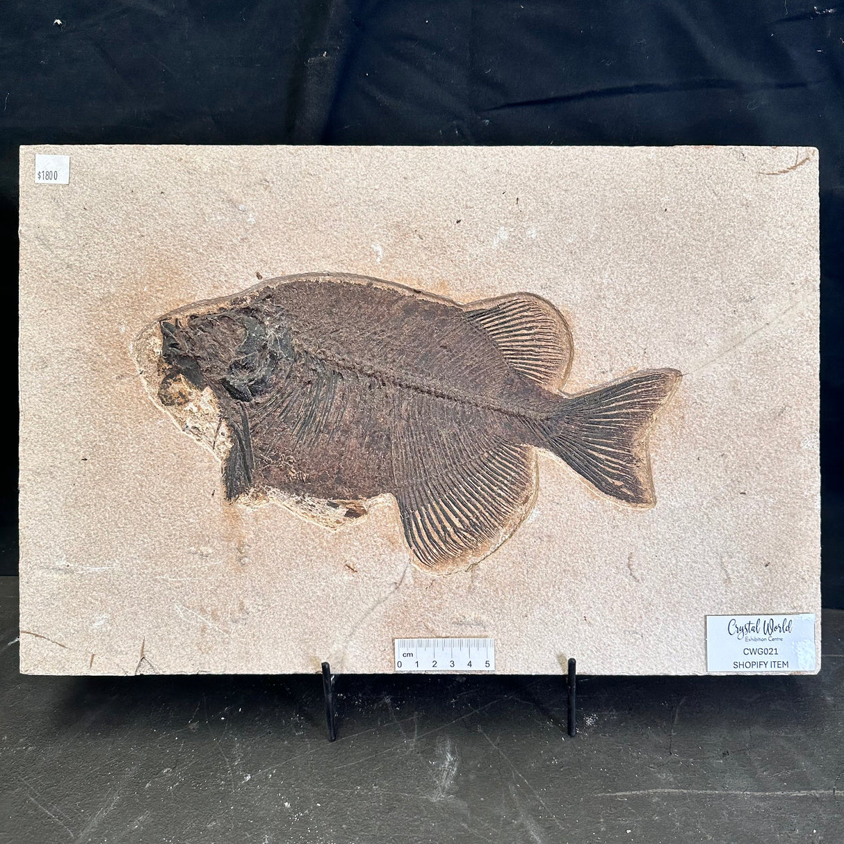 FISH FOSSIL PHAREODUS SP., Eocene, USA CWG021