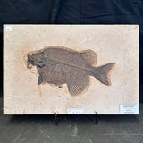 FISH FOSSIL PHAREODUS SP., Eocene, USA CWG021