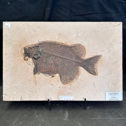 FISH FOSSIL PHAREODUS SP., Eocene, USA CWG021