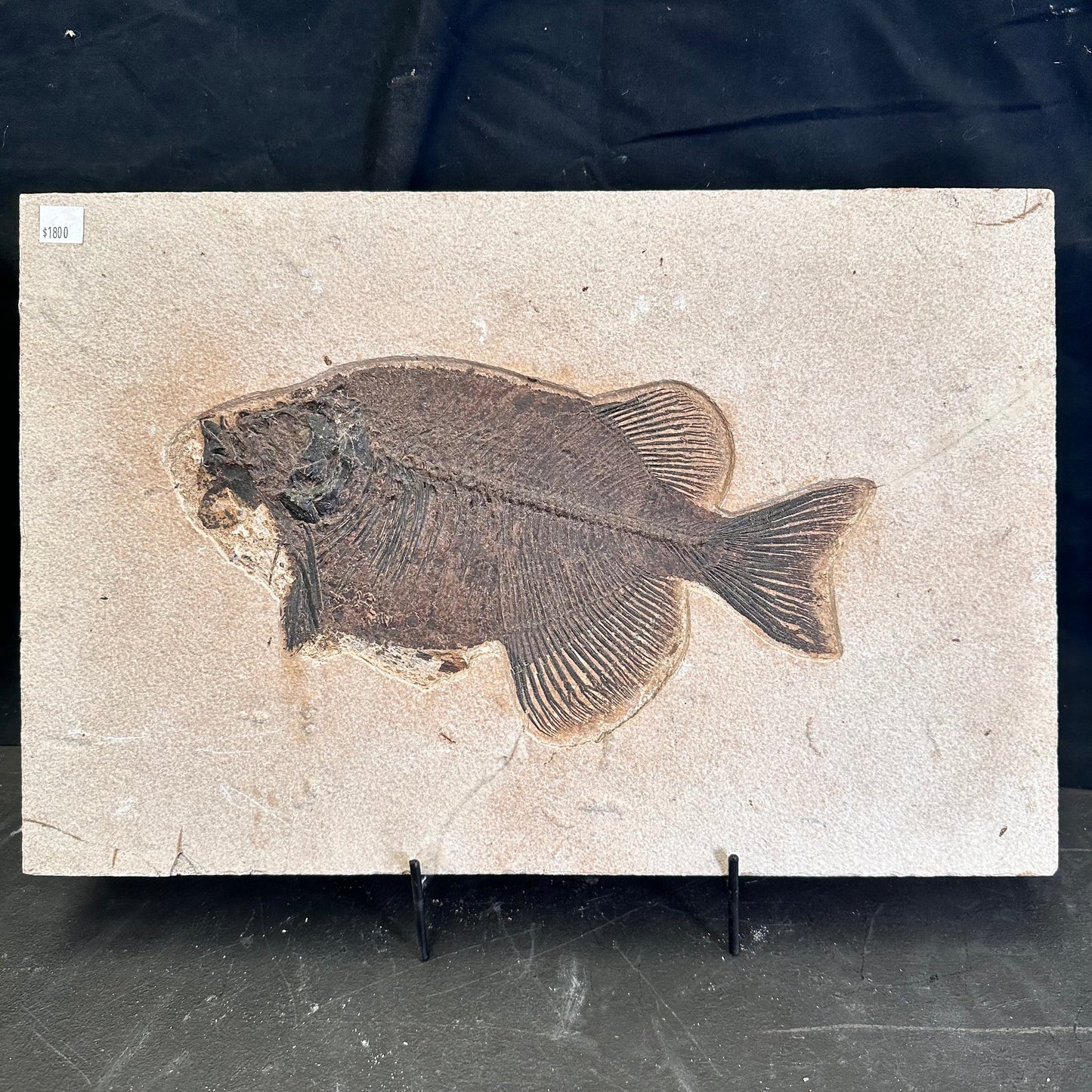 FISH FOSSIL PHAREODUS SP., Eocene, USA CWG021