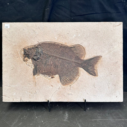 FISH FOSSIL PHAREODUS SP., Eocene, USA CWG021